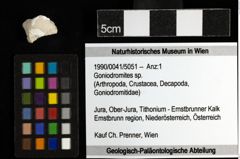 Foto (Objekt + Etiketten) von Goniodromites sp. 
